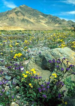 Ingram-suncups & phacelia in DV