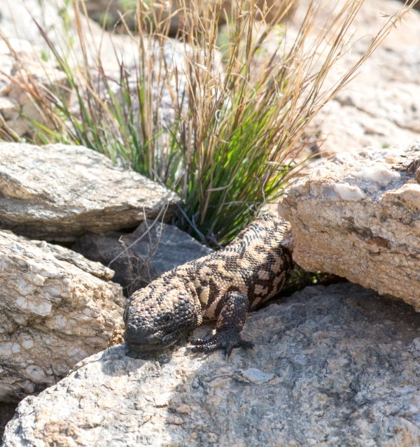 Photo of Gila Monster