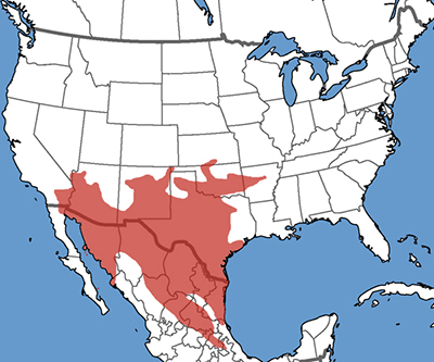 Range Map for Western Diamondback Rattlesnake