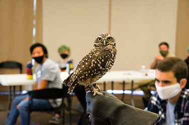 Burrowing Owl