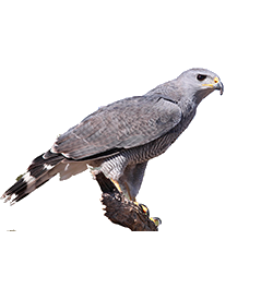 Ferruginous Hawk