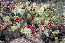 Prickly Pear