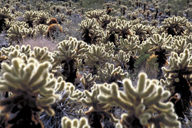 Teddybear cholla