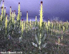 Desert candles