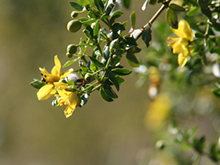 Creosote Bush