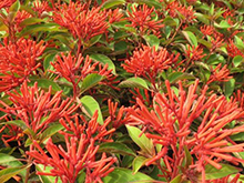 Texas Firecracker Bush