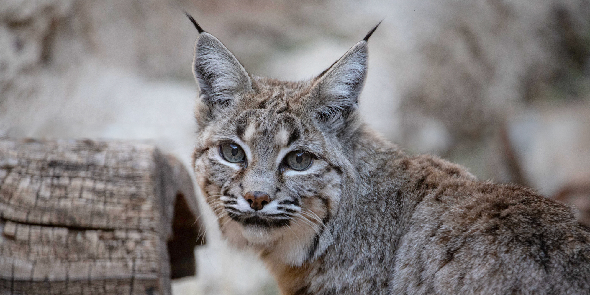 Ocelot
