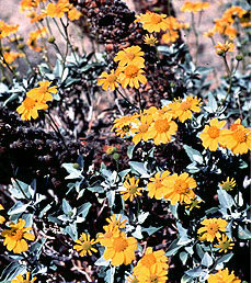 brittlebush