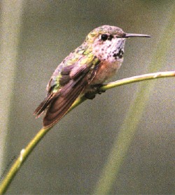 Rufus Hummingbird