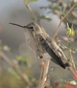 Costa's Hummingbird