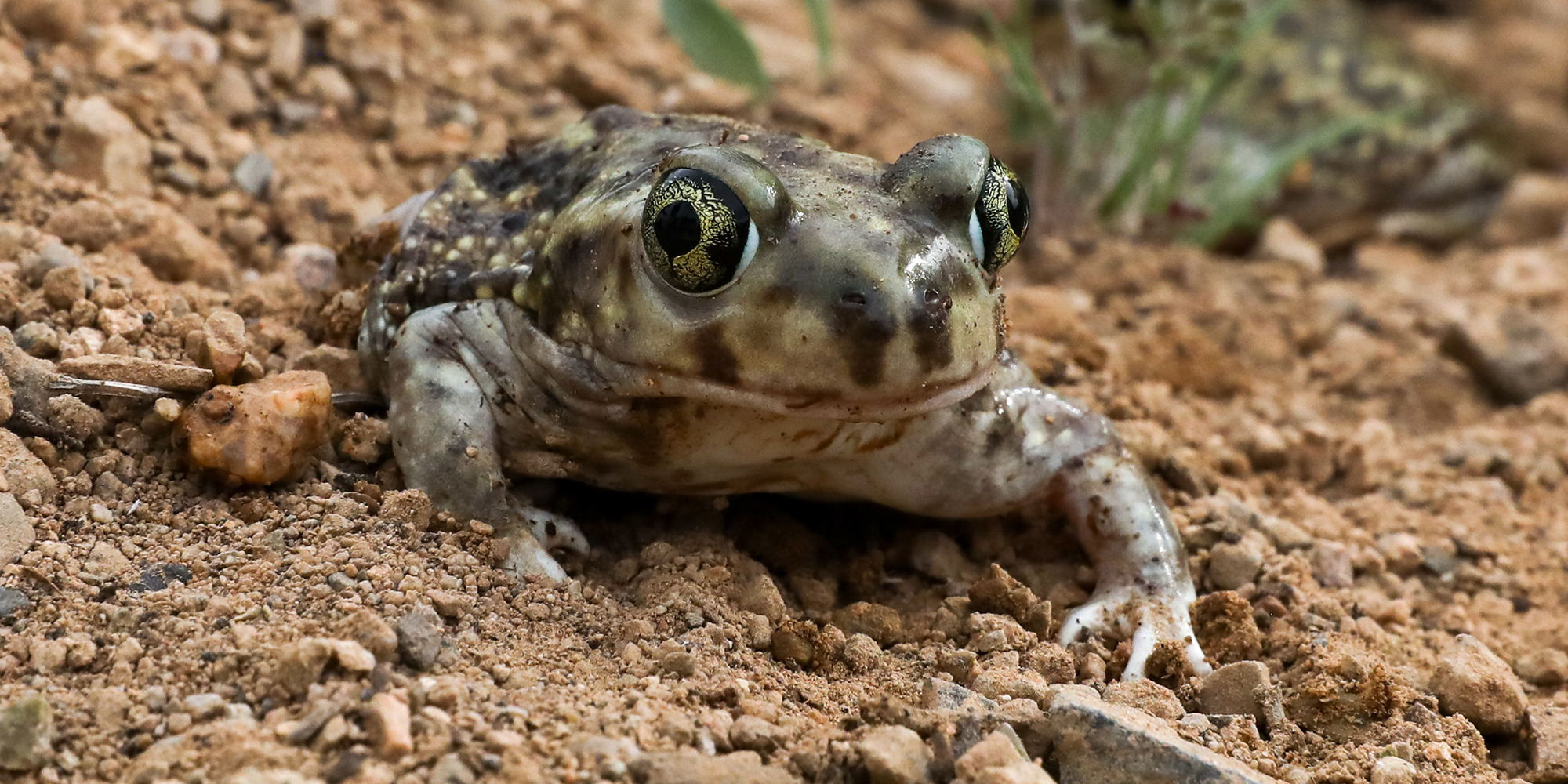 Spadefoot Photo
