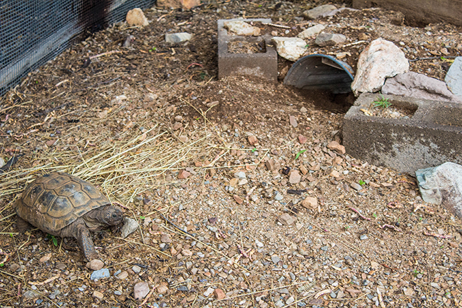 Desert Tortoise in Habitat