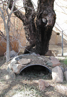 Burrow underneath tree